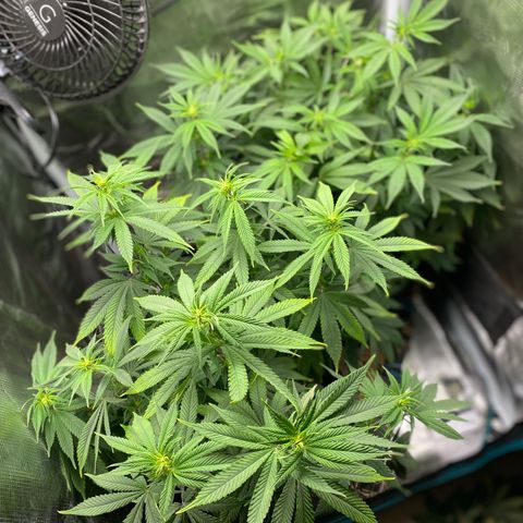 Gg & MKU growlog timeline photo
