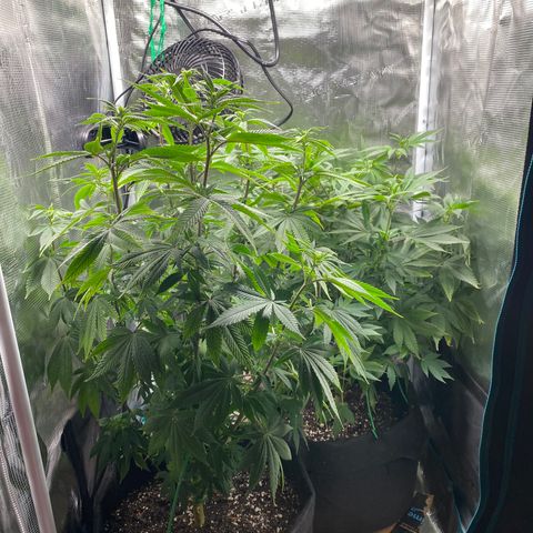 Gg & MKU growlog timeline photo