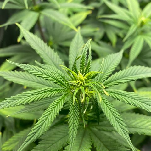 Gg & MKU growlog timeline photo