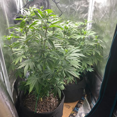 Gg & MKU growlog timeline photo
