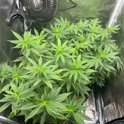 Gg & MKU growlog timeline photo