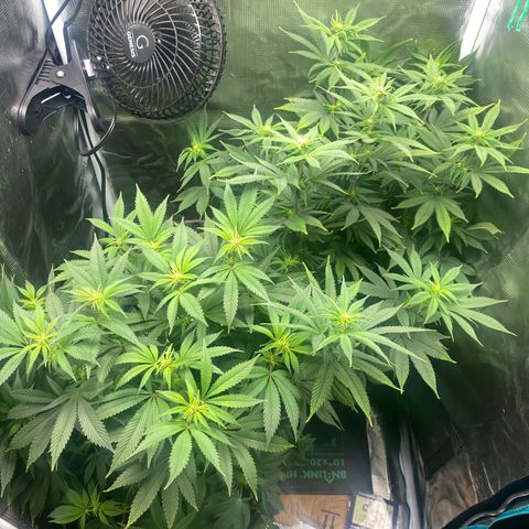 Gg & MKU growlog timeline photo