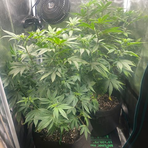 Gg & MKU growlog timeline photo