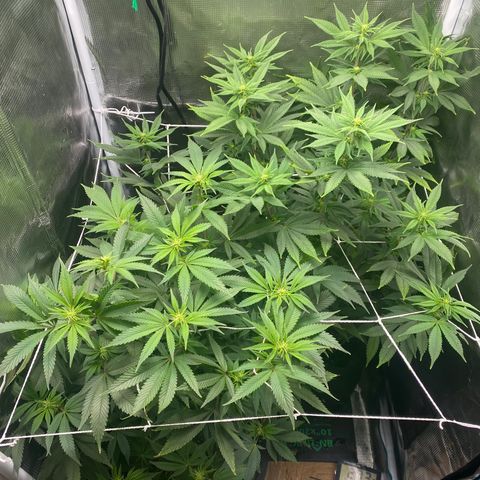Gg & MKU growlog timeline photo