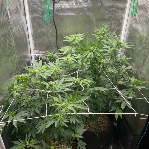 Gg & MKU growlog photo: Before defoliating (1pic) and after. 