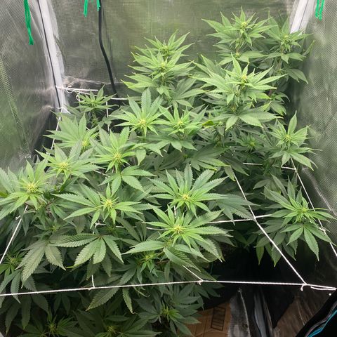 Gg & MKU growlog photo: Before defoliating (1pic) and after. 