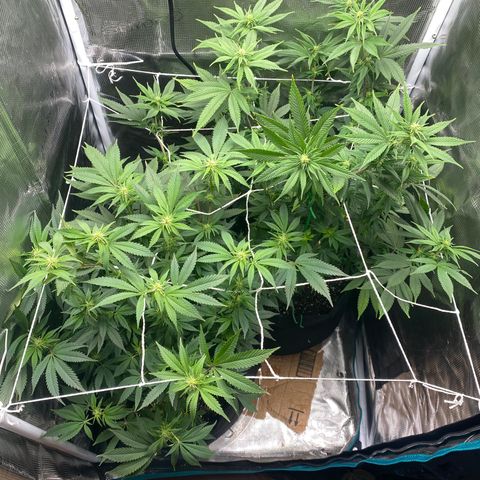 Gg & MKU growlog photo: Before defoliating (1pic) and after. 