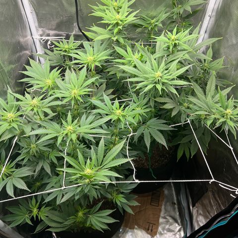 Gg & MKU growlog timeline photo