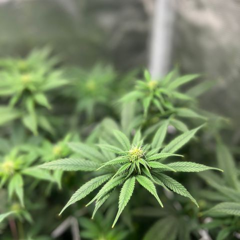 Gg & MKU growlog timeline photo