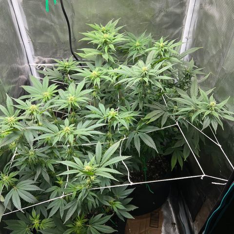 Gg & MKU growlog timeline photo