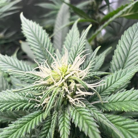 Gg & MKU growlog timeline photo
