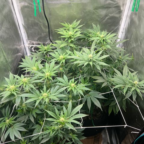 Gg & MKU growlog timeline photo