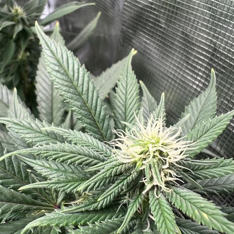 Gg & MKU growlog timeline photo