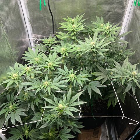 Gg & MKU growlog timeline photo
