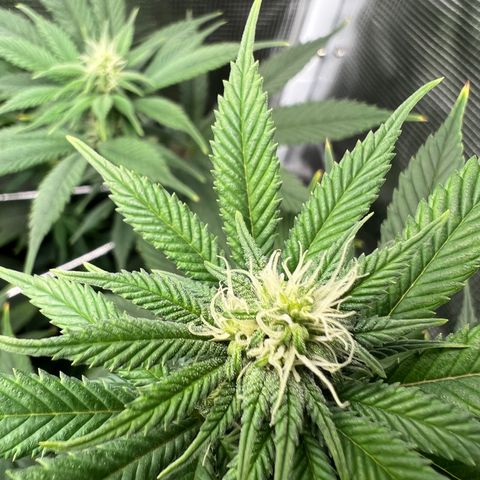 Gg & MKU growlog timeline photo