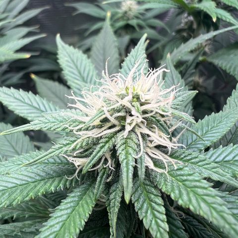 Gg & MKU growlog timeline photo