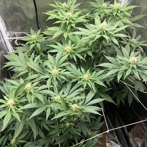 Gg & MKU growlog timeline photo