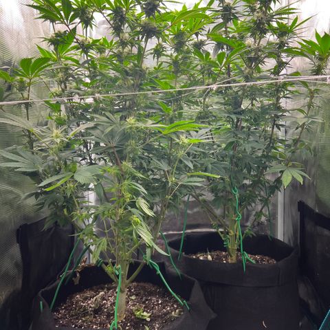 Gg & MKU growlog timeline photo