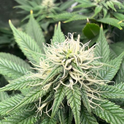 Gg & MKU growlog timeline photo