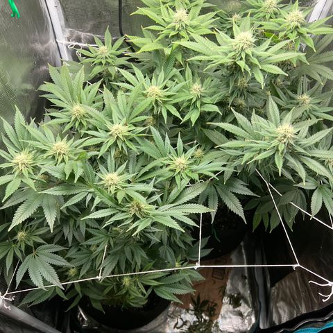 Gg & MKU growlog timeline photo