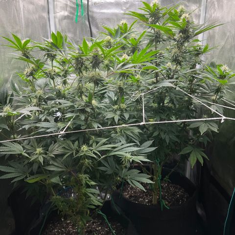 Gg & MKU growlog timeline photo
