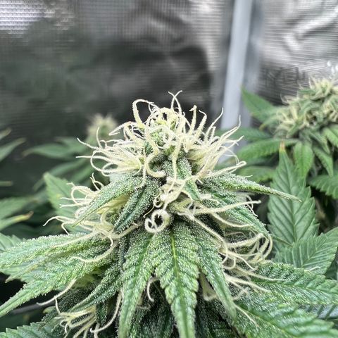 Gg & MKU growlog timeline photo