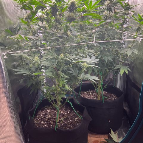 Gg & MKU growlog timeline photo