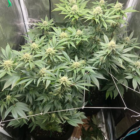Gg & MKU growlog timeline photo