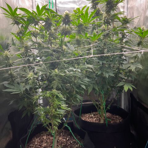Gg & MKU growlog timeline photo
