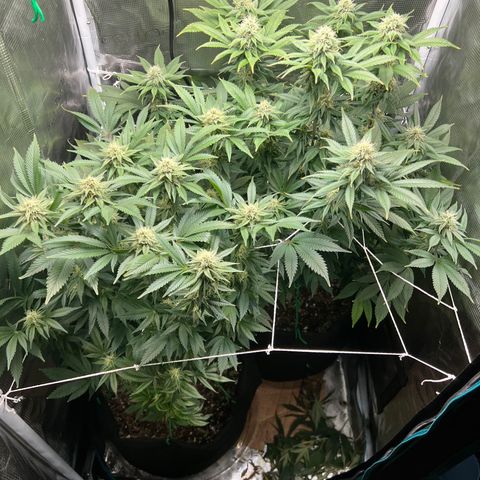 Gg & MKU growlog timeline photo