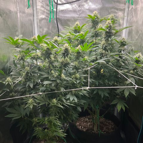 Gg & MKU growlog timeline photo