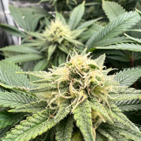 Gg & MKU growlog timeline photo