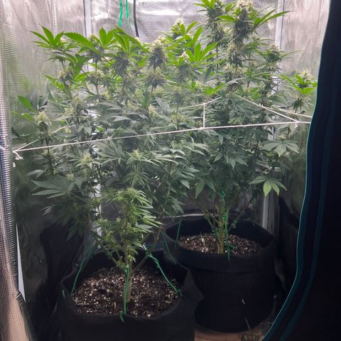 Gg & MKU growlog timeline photo
