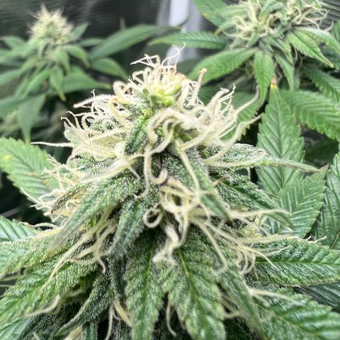Gg & MKU growlog timeline photo