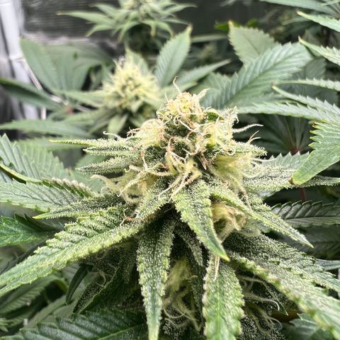 Gg & MKU growlog timeline photo