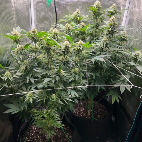 Gg & MKU growlog timeline photo