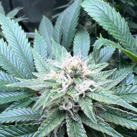 Gg & MKU growlog timeline photo