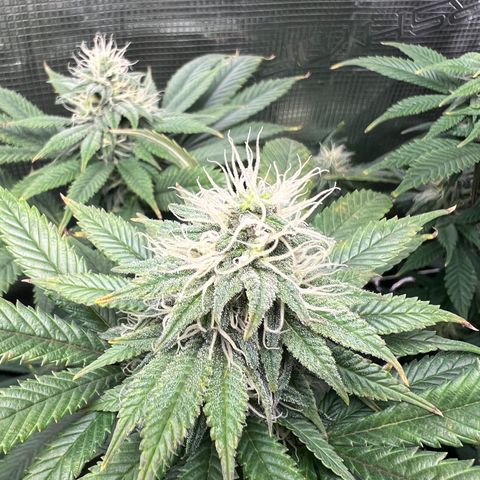 Gg & MKU growlog timeline photo