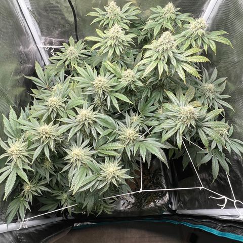 Gg & MKU growlog timeline photo