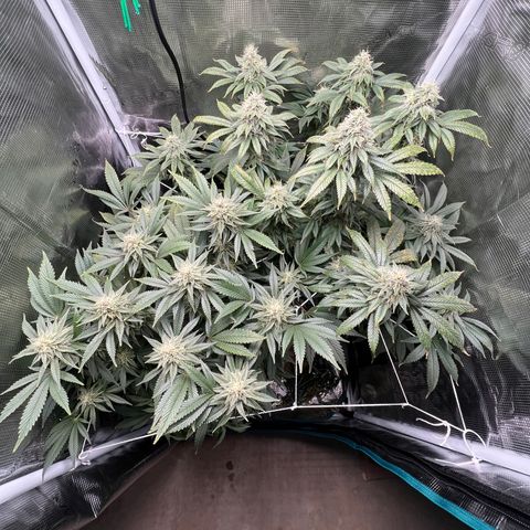 Gg & MKU growlog timeline photo