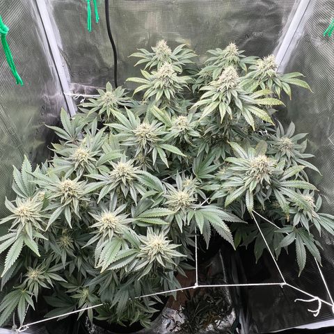 Gg & MKU growlog timeline photo