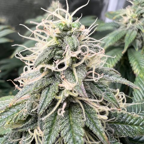 Gg & MKU growlog timeline photo
