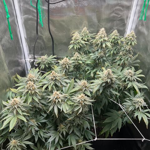 Gg & MKU growlog timeline photo