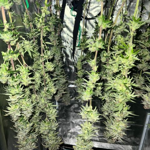 Gg & MKU growlog timeline photo