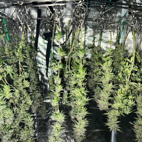 Gg & MKU growlog timeline photo