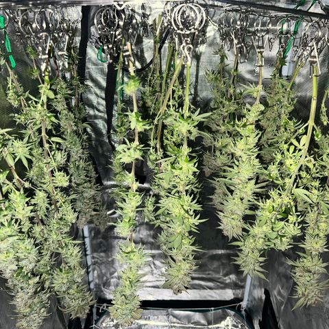 Gg & MKU growlog timeline photo