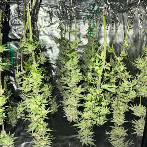 Gg & MKU growlog timeline photo