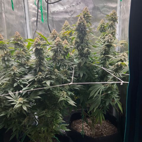 Gg & MKU growlog timeline photo