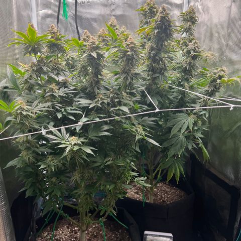Gg & MKU growlog timeline photo