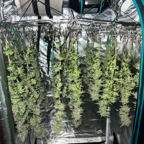 Gg & MKU growlog timeline photo